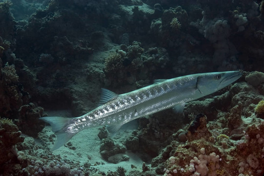大梭魚