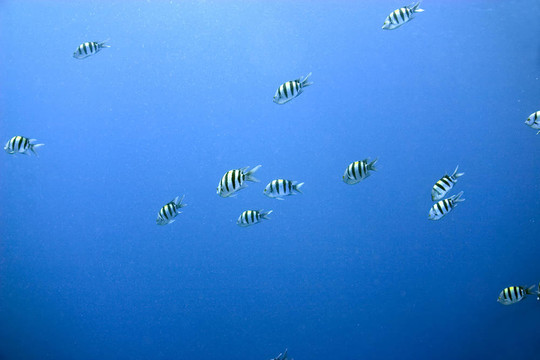 海洋和魚(yú)