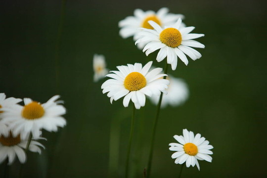 雛菊