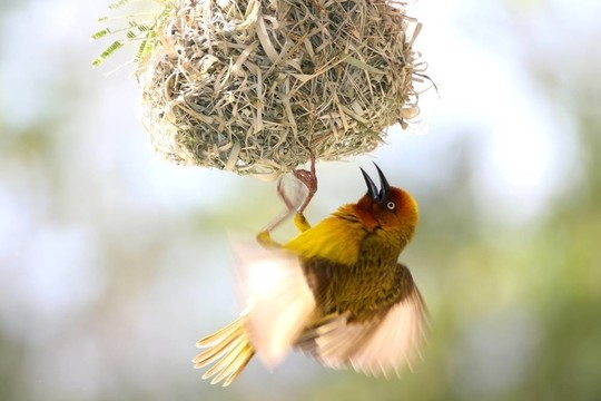 Cape Weaver Bird吸引配偶