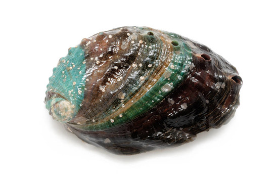 原鮑魚
