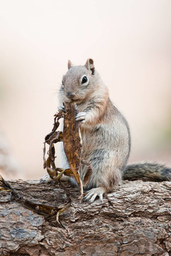Uintah Chipmunk（lat. Eutamius umbrinus）