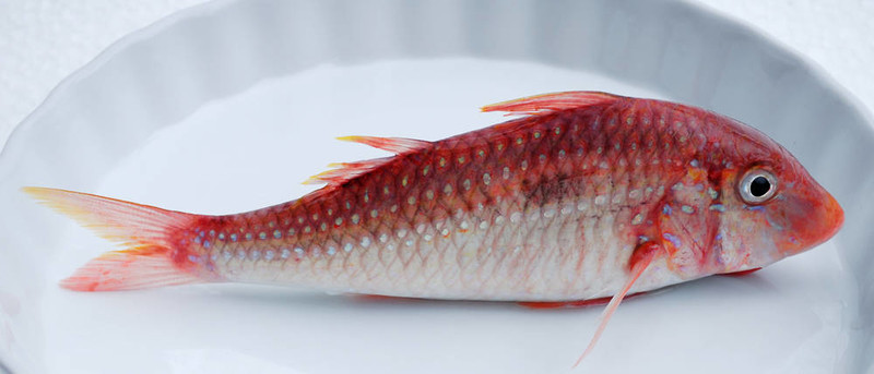 紅色的魚