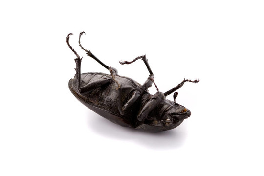 死蟲