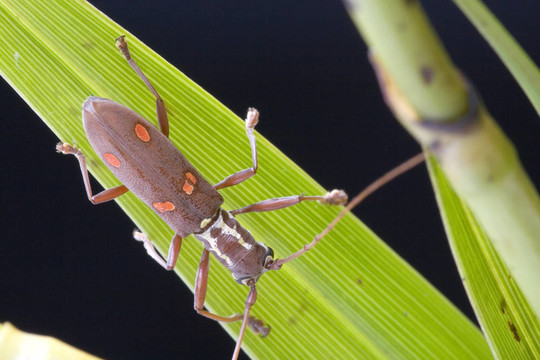 天牛（Batocera sp.）