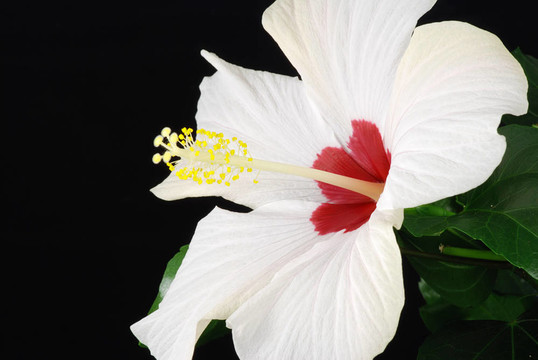 白芙蓉