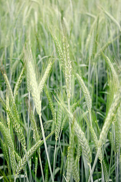 黑麥
