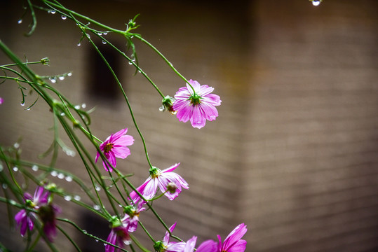 格桑花