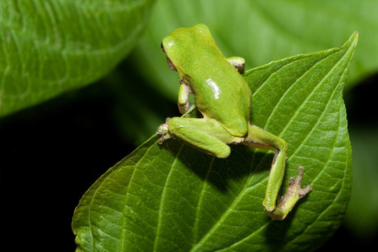 應(yīng)付Gray Tree frog