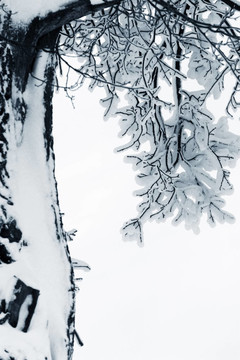 树枝在雪中
