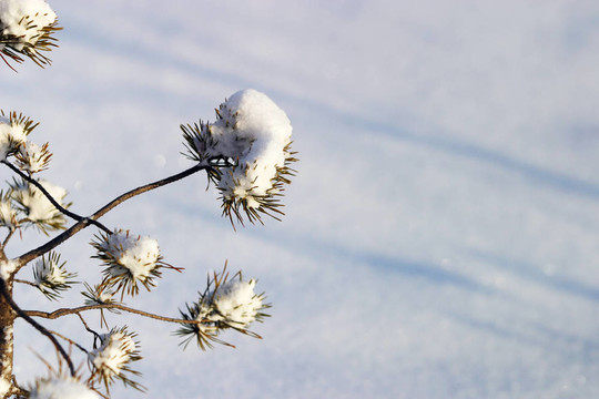 雪中的毛樹