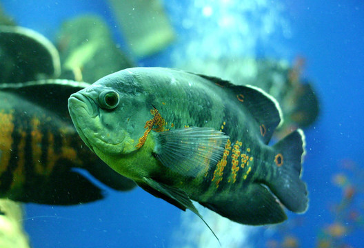 金特魚水族館