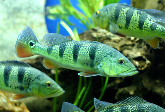 金特魚