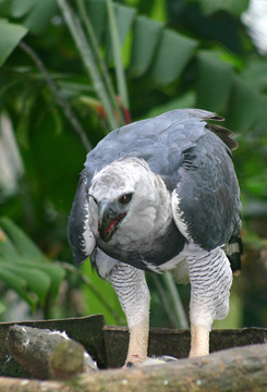 Harpya harpyja（大鷹）