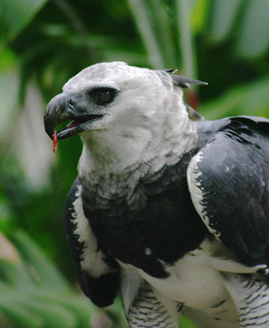 Harpya harpyja（大鷹）