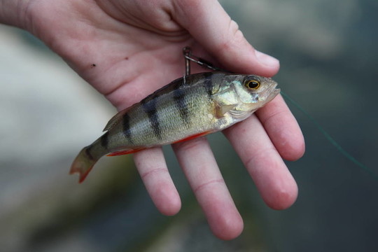 餌魚