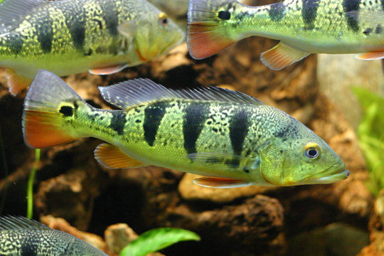 金特魚(yú)的水平