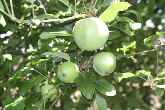 青蘋果（不成熟）