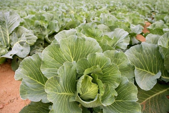 甘藍(lán)田；蔬菜排成排