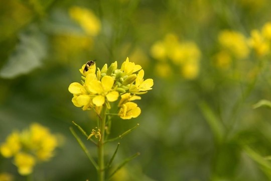 芥末黃花綠場