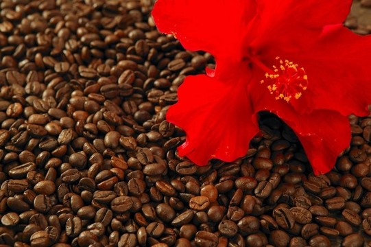 紅色的木槿花在烤咖啡豆