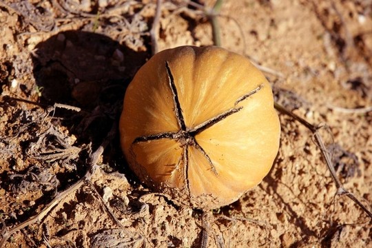 破碎的南瓜在田野；圣誕的盡頭