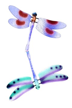 兩只五顏六色的蜻蜓飛離昆蟲(chóng)