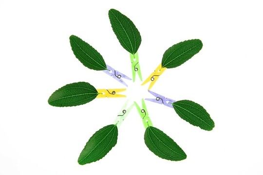 帶衣服針組合物的樹葉透明