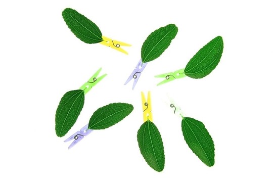 帶衣服針組合物的樹葉透明