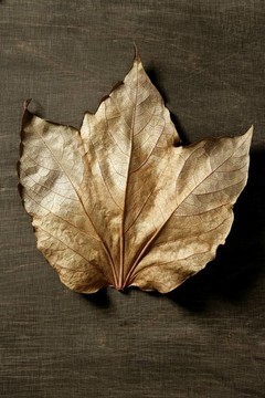 秋天的樹(shù)葉在黑暗的背景和陰影
