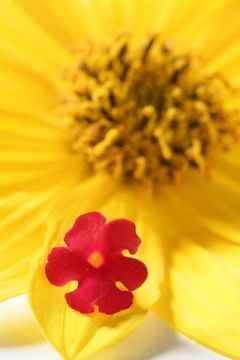 菊花黃色花；大拍攝