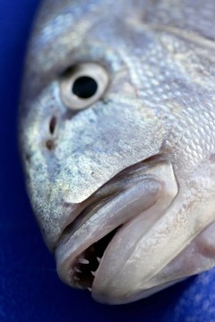 丹頓；Mediterranean金頭鯛魚黃鰭魚；；