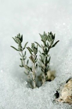 在雪下生長(zhǎng)的小植物