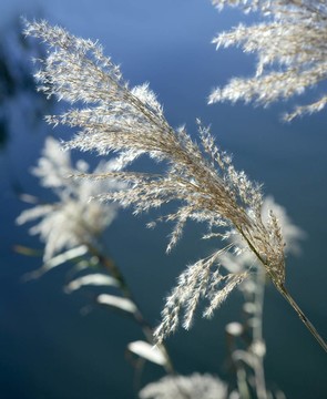 河上的花；藍色的天空