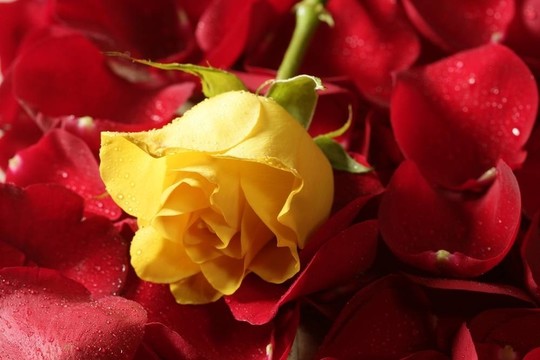 美麗的黃玫瑰花在紅色花瓣上