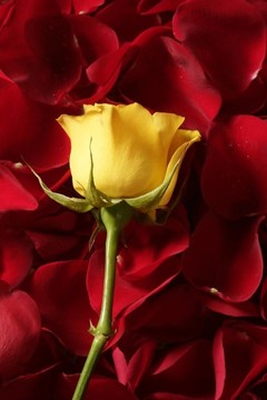 美麗的黃玫瑰花在紅色花瓣上