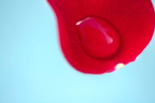 濕密的玫瑰花瓣；水珠