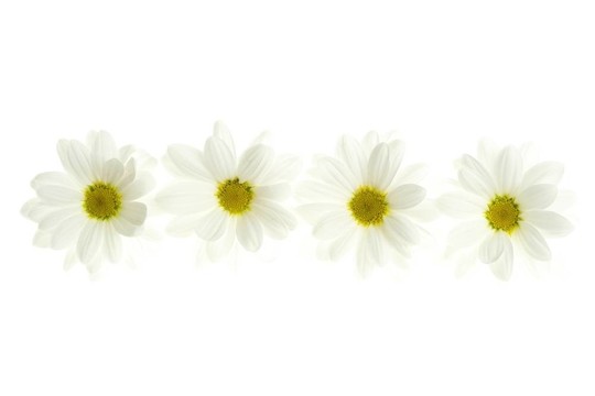 四朵白色雛菊花在白色上