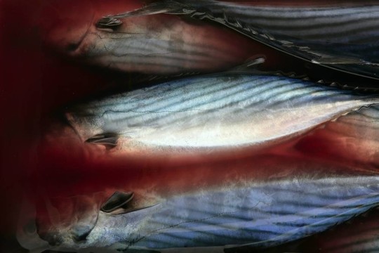 炸彈魚(yú)；Sarda Sarda在血腥的水