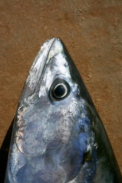 鰹魚金槍魚；Sarda Sarda；特寫肖像宏