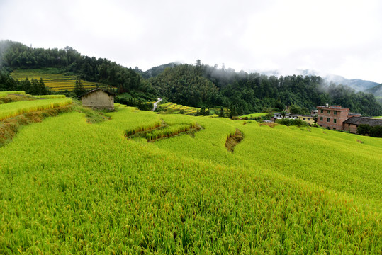 稻田水稻
