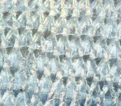 丹頓；Mediterranean金頭鯛魚黃鰭魚；；