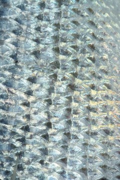丹頓；Mediterranean金頭鯛魚黃鰭魚；；