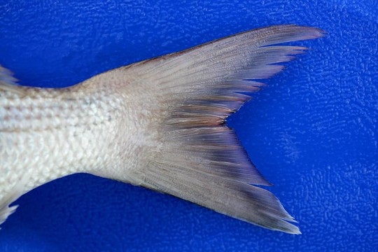 魚(yú)尾巴的細(xì)節(jié)