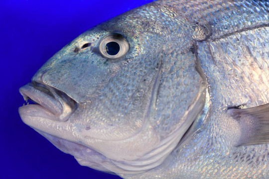 丹頓；Mediterranean金頭鯛魚黃鰭魚；；