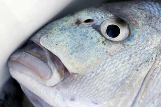丹頓；Mediterranean金頭鯛魚黃鰭魚；；