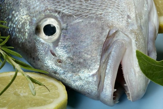 丹頓；Mediterranean金頭鯛魚黃鰭魚；；
