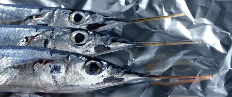 三針魚；生宏工作室拍攝