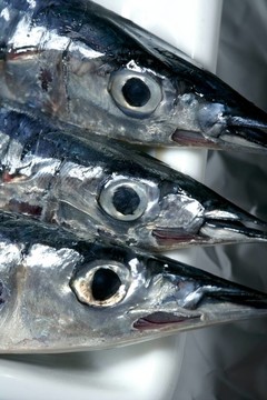 三針魚(yú)；宏工作室拍攝