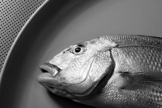 丹頓；Mediterranean金頭鯛魚黃鰭魚；；